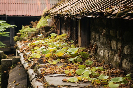 石头建筑上生长植物图片