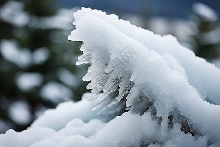 冰雪玉树图片