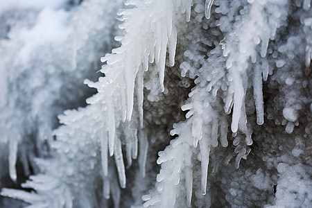 冰雪交织的树枝图片