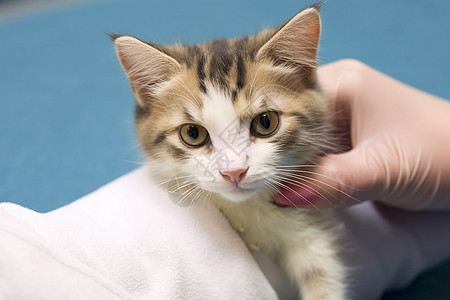 宠物医疗小猫在医院接受治疗背景