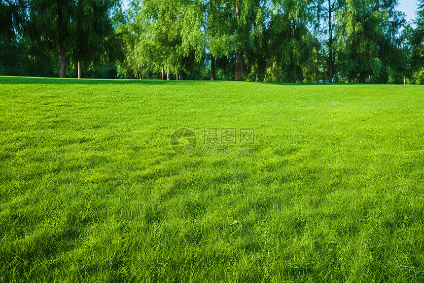 平坦的草坪图片