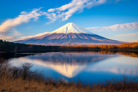 富士山下的湖泊和树林图片