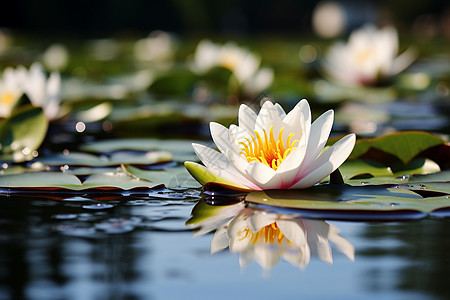 莲池上漂浮的一朵莲花图片