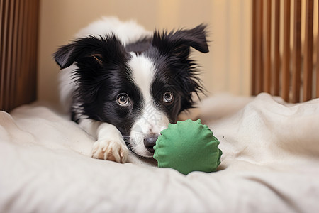 一只黑白狗狗在床上咬玩具图片