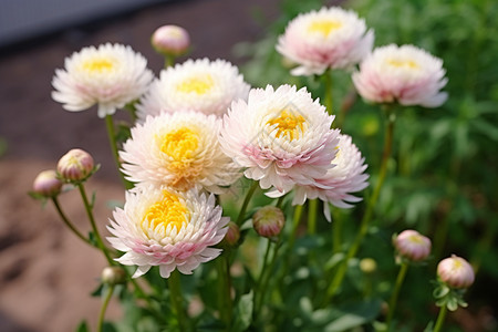 盛开美丽花朵的鲜花图片