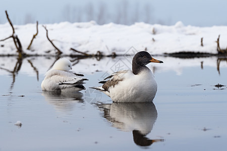 冬季湖面上游泳的鸭子图片
