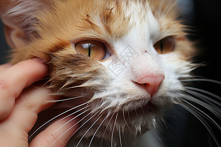 淋雨的小猫咪图片