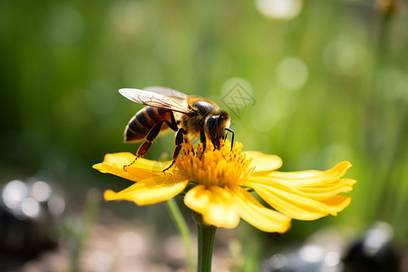 盛开的花朵上蜜蜂采蜜图片