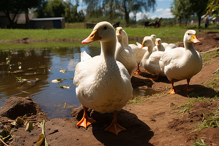 草地上一群站着的鸭子图片
