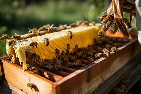 聚集蜂巢的蜜蜂图片