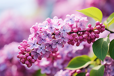 紫丁香花的图图片