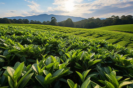 清晨山间宁静的茶田高清图片