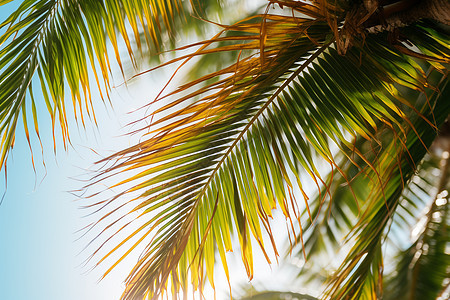 透过阳光的椰子树背景图片
