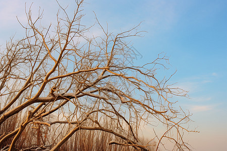 冬天户外的枯树枝图片
