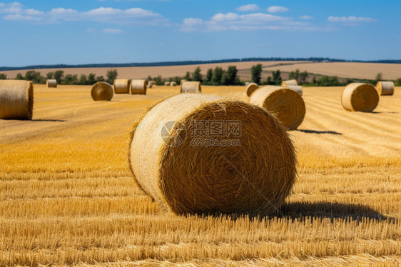 草卷在农场里图片