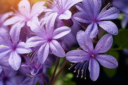 花园中盛开的紫罗兰花朵图片