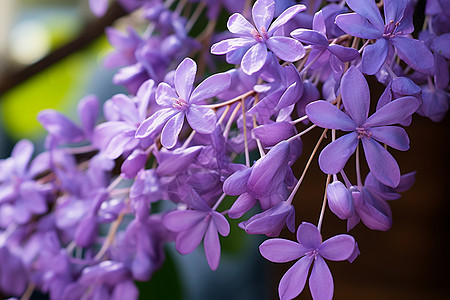 夏季花园中盛开的紫罗兰花朵图片