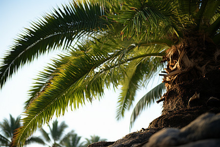 夏季棕榈树的自然景观背景图片