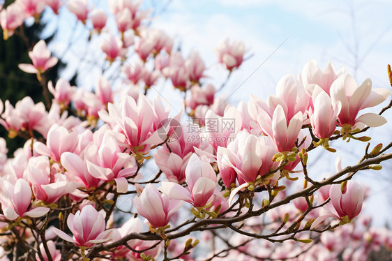 春日绽放的美丽花朵图片