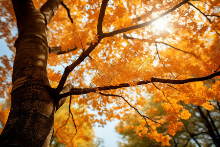 金黄色的秋季森林景观背景图片