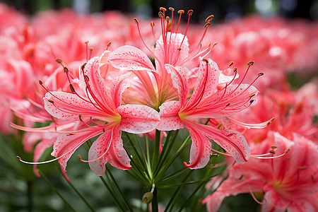 花园里的美丽百合花图片