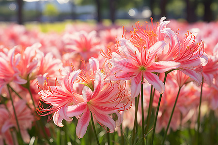 粉色的百合花海图片