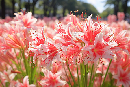 美丽的百合花海高清图片