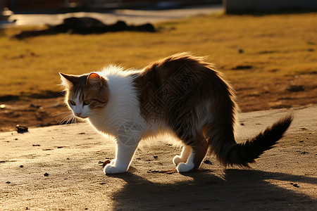 夏日清晨猫咪在城市街头图片