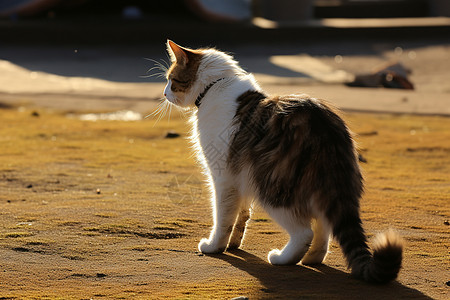 阳光与猫阳光下城市街头与猫背景