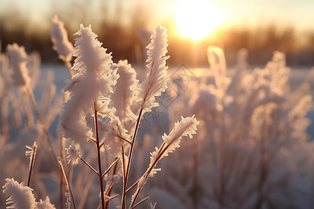 二十四节气冬至冬日林间的雪景背景