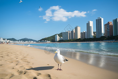 海云台沙滩上的海鸥图片