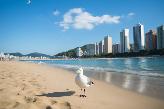 海云台沙滩上的海鸥图片