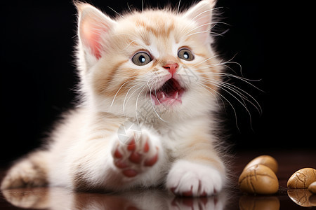 一只小猫咪举起爪子图片