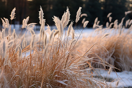 自然的植物寒冷立冬高清图片