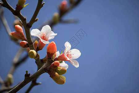 美丽的鲜花图片