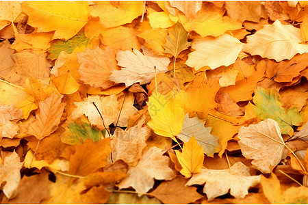 秋天中的黄叶海洋高清图片