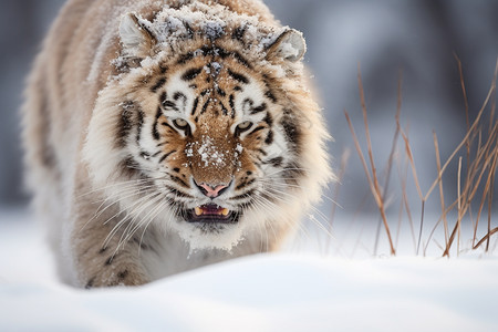 冬天的老虎图片