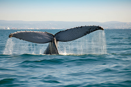 远处海洋的鲸鱼尾巴充满了水图片