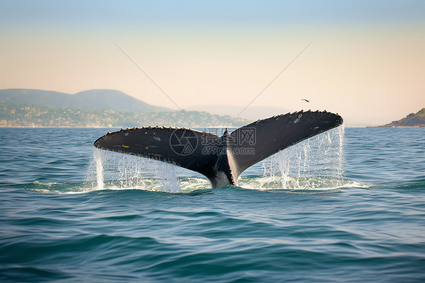 海洋中的鲸鱼在玩耍图片