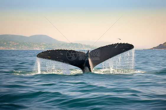 海洋中的鲸鱼在玩耍图片