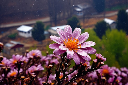 雨中的花朵图片