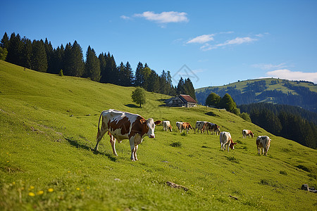 山坡上的牛群图片