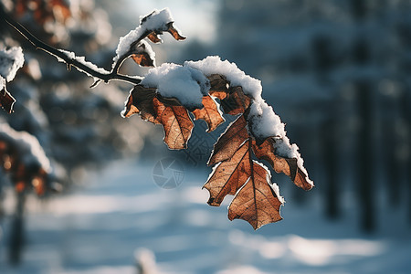 积了雪的树叶背景图片