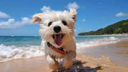 海边奔跑的狗狗背景图片