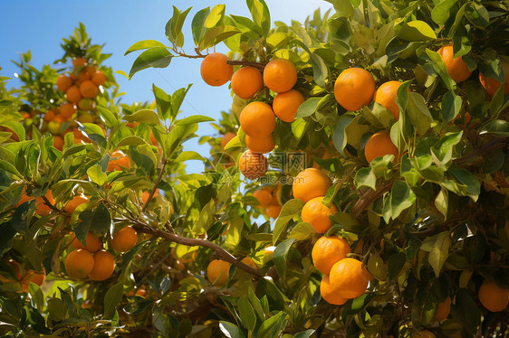 果园中的橙树图片