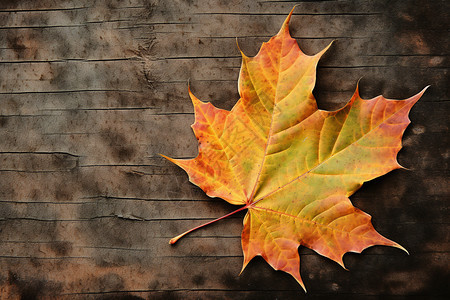 秋叶落在木板上图片