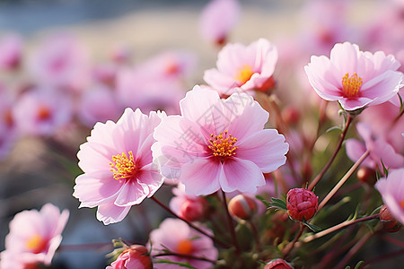 春日里盛放的花海图片