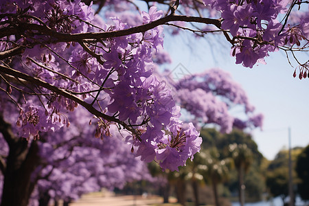 紫色花朵的花园背景图片