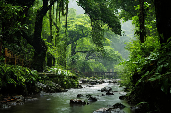 亚洲丛林图片