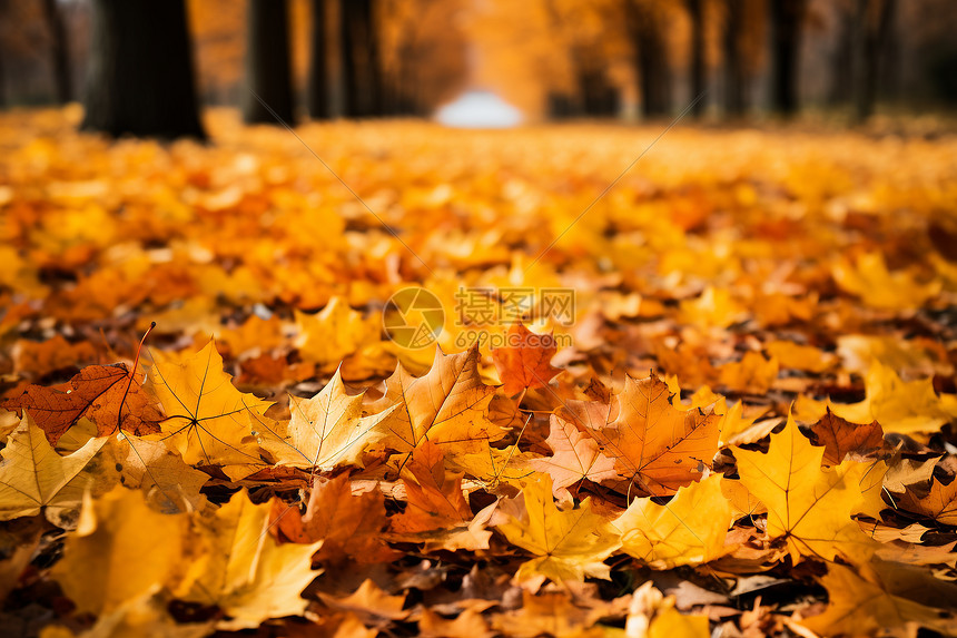 秋天的色彩图片